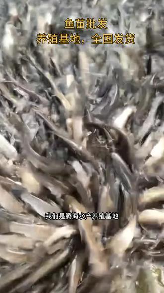 武汉鱼苗特种水产养殖基地,水花鱼苗批发,淡水养殖鱼苗,草鱼苗批发价格,鱼苗,黑鱼苗,黄骨鱼苗,桂花鱼苗,甲鱼苗,锦鲤鱼苗,特种水产养殖,大口鲶鱼苗,花鲢鱼鱼苗,日本鳗鱼苗,花鲢鱼鱼苗,桂花鱼苗,桂鱼鱼苗 #快大型巨鲫鱼苗 #巨鲫鱼苗 #中科五号鲫鱼 #中科六号鲫鱼苗 #中科五号鲫鱼苗基地