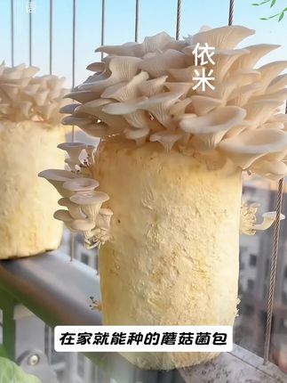 在家也能种蘑菇了体验种植乐趣#创作灵感 #蘑菇种植#蘑菇菌包#菌种#种植