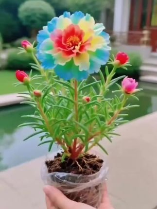 #太阳花 #花卉绿植 #爱生活爱养花#上热门话题🔥🔥🔥