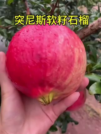 立秋后的第一口石榴,非突尼斯软籽石榴莫属,红宝石般透亮,一口下去甘甜爆汁巨好吃!#石榴 #突尼斯软籽石榴 #立秋开吃啦 #石榴红了 #你的秋日美食正在派送中 @DOU+小助手
