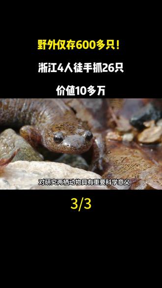 野外仅存600多只!浙江4人徒手抓26只,价值10多万