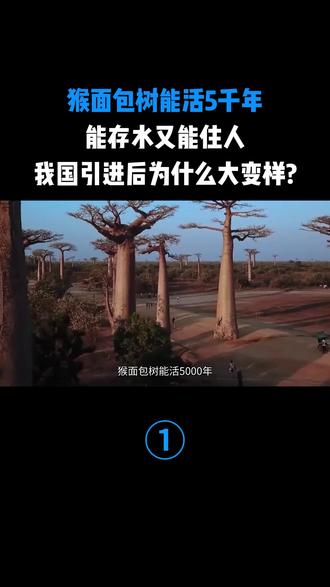 猴面包树能活5千年,能存水又能住人,我国引进后为什么大变样?