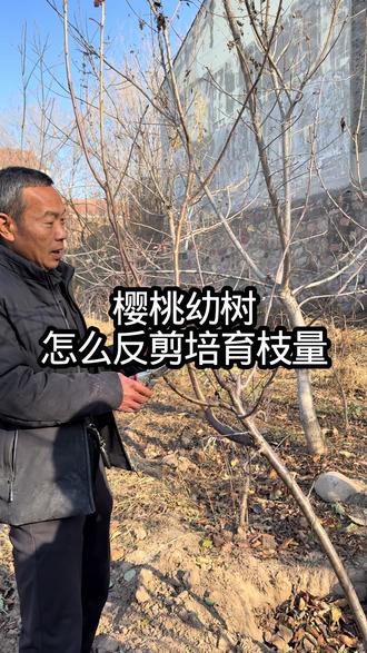 樱桃幼树怎么反剪培育枝量 #樱桃树管理技术#果树反剪#农业技术分享#三农#郭老师植物