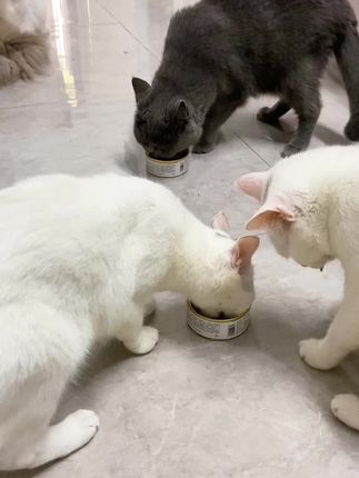 #关爱流浪猫 #我和流浪猫的故事
