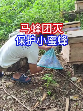 你断我财路 我就断你生路 养蜂人保护蜜蜂天经地义 克星来了,用这个小东西就可以消灭马蜂 #胡蜂净