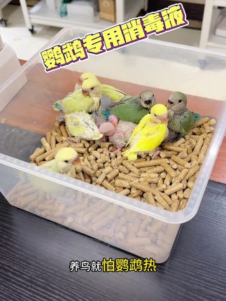 养鸟最怕鹦鹉热,做好消毒可以减少小鸟患病机率#鹦鹉 #鸟笼鸟具 #鹦鹉驱虫 #鹦鹉消毒