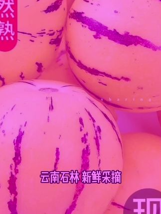 云南石林果树上自然成熟黄肉圆果新鲜多汁清甜好吃正宗黄心