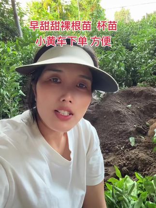 早甜甜 杯苗 裸根苗。下方小黄车#柑橘种植#果树苗木