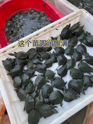 中华黑花,需要的大哥直接下单,保证纯外塘养殖#甲鱼苗