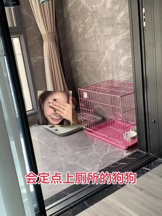 也就养狗的人才懂这条视频的含金量吧,狗狗会定点厕所确实解决了主人的大麻烦,不需要每天定时定点出去遛狗,赶紧买回去试试看#萌宠日常记录 #这个世界不能没有小狗 #谁家还没个傻狗 #定点大小便 #上热门🔥 @抖音小助手