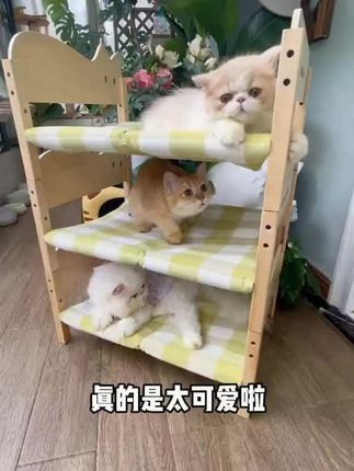 猫咪比人都过得好#萌宠 #宠物床