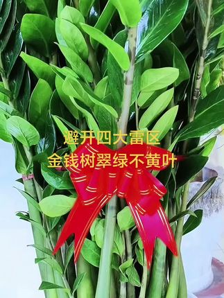 #分享家庭养花知识 #金钱树