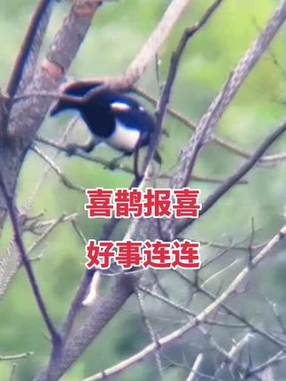 #喜鹊报喜好事连连 #爱护大自然保护野生动物 #现场实拍