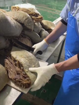 #毛肚底板丝 #底板丝
