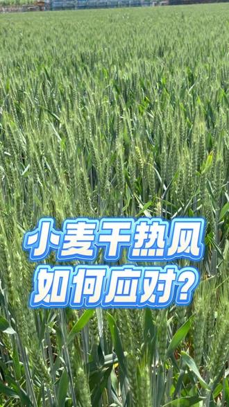 啥是干热风?小麦干热风如何应对? #小麦干热风 #干热风 #天气 #高温 #小蓝帽粮王争霸赛