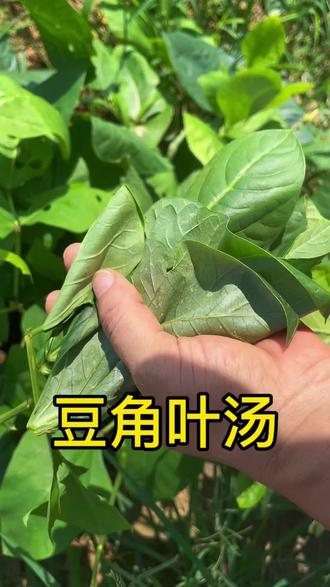 豆角叶别浪费 上汤豆叶,汤鲜叶嫩,清甜鲜美。很多人没吃过,试试吧
#豆角叶 #上汤豆角叶 #家常菜 #城市种菜 #毛桃带娃种菜记