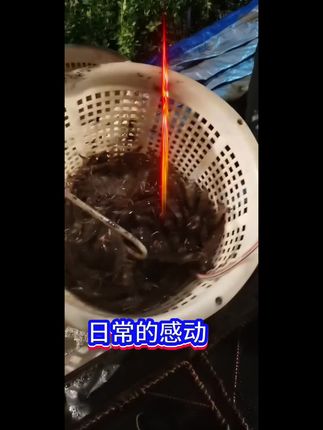 南美白对虾养殖技术分享 @水产养殖网红虾姐 63天25头开心开心#南美白对虾养殖#养虾人#小棚养虾#工厂化养虾#土塘养虾