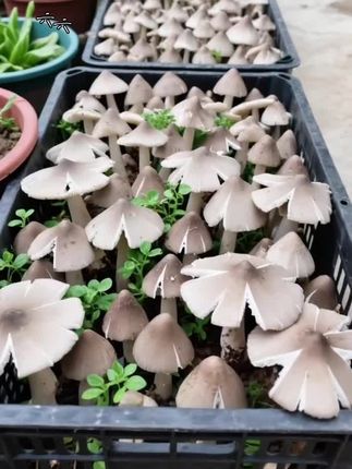 #鸡枞菌菌种 #鸡枞菌 #家庭种植 #营养丰富 #口感鲜美