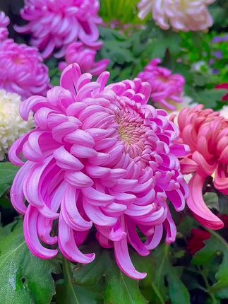 菊花苗#家庭养花 #绿植盆栽花卉 #养花 #观赏花卉