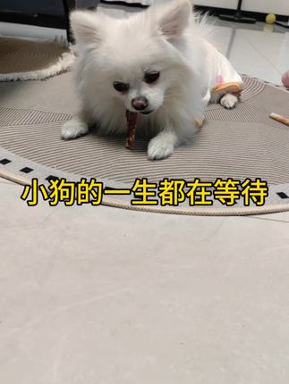 小狗的一生都在等待,磨牙棒是每个小狗的最佳选择了吧#萌宠出道计划 #狗狗磨牙棒 #萌宠 #创作者中心 #创作灵感