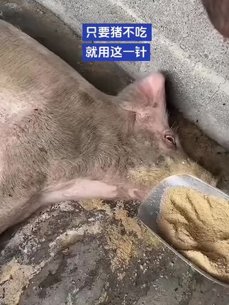 #养猪人 #养殖技术 #自繁自养 #农村养猪 #猪不吃