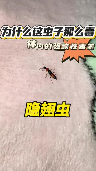 为什么隐翅虫那么毒?隐翅虫之所以“毒”,是因为它的体内含有一种强酸性的毒素,叫做“毒隐翅虫素”。这种毒素是它用来防御天敌的“护盾”,当隐翅虫落在皮肤上时,如果你用手拍死或捻碎它,虫体破裂,含有强酸性毒素的体液就会沾染到皮肤上,引起急性的皮肤炎症反应,也就是“隐翅虫皮炎”,记住核心原则,你不伤它,它不伤你,在家出现隐翅虫,可以用隐翅虫杀虫剂#隐翅虫 #隐翅虫的危害 #隐翅虫的毒液堪比硫酸 #隐翅虫防治 #毒隐翅虫