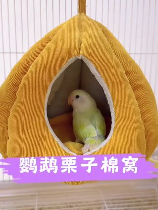 #鹦鹉过冬棉窝#鹦鹉过冬#鹦鹉怕冷 #养鹦鹉