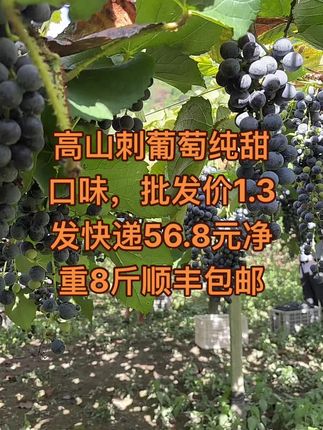 #优质农产品 #葡萄种植