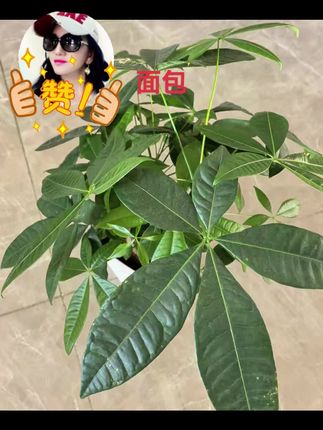 碧翠园全麦核桃红枣果仁车轮面包切片面包#碧翠园全麦核桃红枣果仁面包 #精选好物 #好货推荐 #代餐