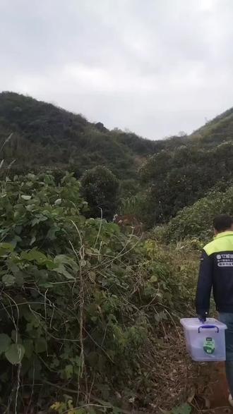 还没有打开石头的 时候以为没货,石头打开后 。想不到爆箱了,前天找到的 。昨天下雨没有去开 。今天天晴了 。下午去盘它,想不到25斤 蜂蜜😍😍😍