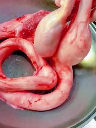 正宗内蒙特产 新鲜牛三宝 精修处理#舌尖上的味道 #牛鞭宝 #煲汤 #红烧 #火锅