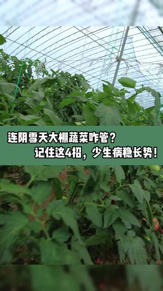 雪天大棚告急!这4个保命措施赶紧用上,别让辛苦种的菜白瞎了!#农民不容易 #大棚防冻 #农业技术