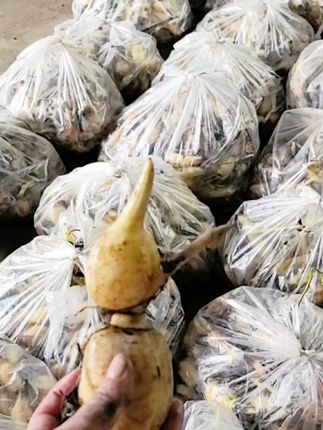 高产食用藕苗3000棵,广东走起,#上热门话题🔥🔥🔥 #莲藕 #莲藕种植