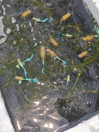 #孔雀鱼 #养鱼日常 #养鱼日记 #养鱼养心#治愈系