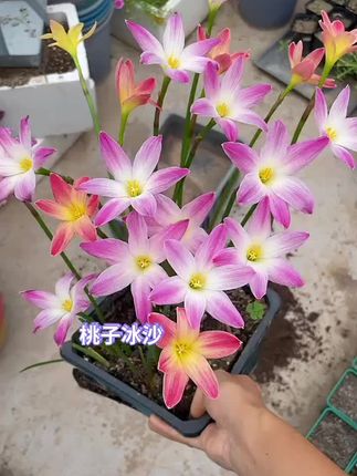 挖
