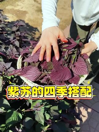 #紫苏 紫苏的四季搭配 你知道吗#紫苏叶#紫苏苗#紫苏种植#紫苏的搭配