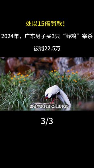 处以15倍罚款!2024年,广东男子买3只“野鸡”宰杀,被罚22.5万