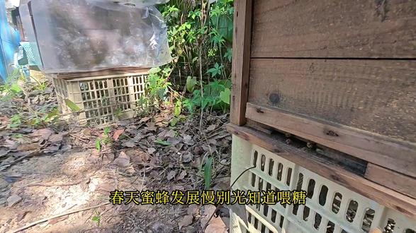 蜜蜂春繁一定要记住这三点,你们还有其他春繁技术分享吗? #新农人计划2026 #蜜蜂 #春繁 #蜜蜂养殖 #守护镜头里的动物