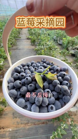 假期收尾的快乐,就来蓝莓采摘园吧#采摘采摘啦 #蓝莓#蓝莓采摘