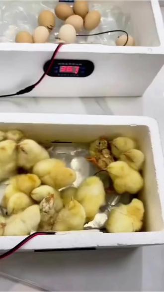 孵化器孵蛋器家用孵化机#水床孵化鸡鸭鹅#智能自动控温小鸡恒温便宜#好物分享