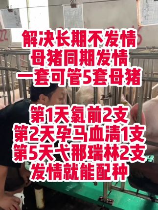 #母猪不发情 #母猪快速发情 #自繁自养母猪