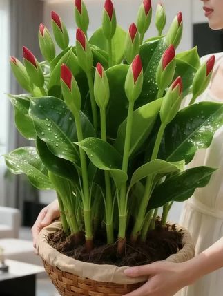 把山野的呼吸,搬进日常   总觉得房间少了点生动的气息,直到金钻悄悄落了脚。   它从不会用艳丽争风头,只把绿意酿得醇厚——叶片裹着细腻的绒感,像刚从山林里采来的晨雾,轻轻铺在桌角。午后阳光漫进来时,叶尖的光影会慢慢晃,连咖啡凉得都比平时慢些。   不用费心思琢磨浇水频率,春夏秋冬,它都稳稳地保持着鲜活。在加班的深夜、赶早的清晨,这抹沉下来的绿,会悄悄滤走空气里的浮躁,连带着日子都温柔了几分。   原来让家有诗意,从来不需要复杂的装饰,一株金钻就够了。   #室内绿植推荐 #大叶金钻养护 #把自然带回家 #四季常绿植物 #家居氛围感神器 @DOU+上热门 @热点宝🔥 @抖加🔥上热门🔥dou+🔥热点宝