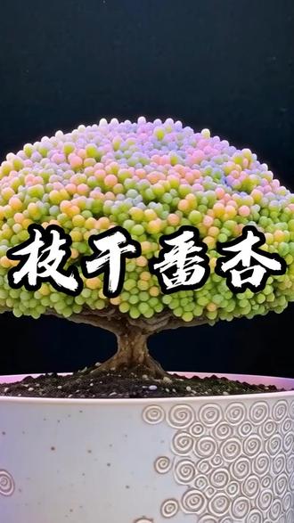 枝干番杏一养护必看:养护/配土/日常打理全解析,养成茂密飘逸绝美株型 #枝干番杏 #多肉植物 #多肉养护