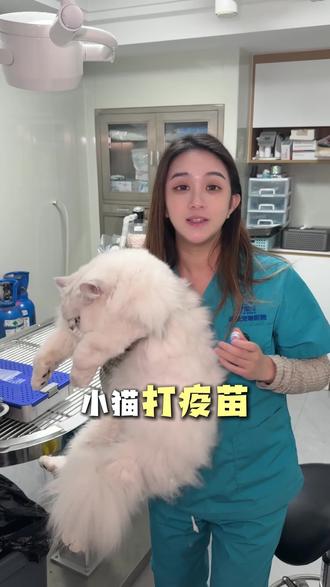 猫咪疫苗怎么打,需要每年补打加强针吗?一条视频给你讲清楚!#爱德茂宠物医院 #猫咪疫苗 #妙三多 #新手养猫 #抖in萌宠计划