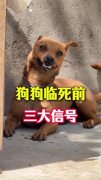 如果你家狗狗有以下这几种行为,新手养狗人一定要注意 #狗狗 #养狗人 #新手养狗 #养狗经验分享 #科学养宠攻略