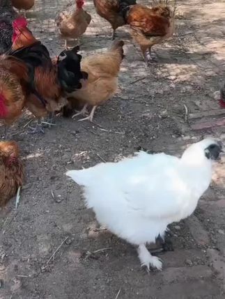 #生态散养土鸡 #正宗土鸡 #营养健康又美味 #跑山鸡 #热门扶持计划