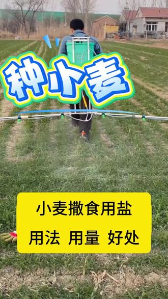 小麦撒食用盐用法 用量 好处#小麦病害#小麦高产#小麦打药#三农#小麦施肥