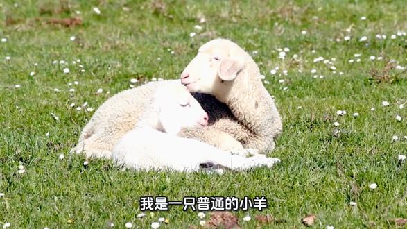 《喜羊羊与灰太狼》羊村 规则怪谈