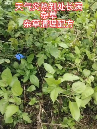 #农业种植 #三农 #杂草