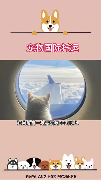 国际宠物托运
很多留学生和移居海外人士回家,都希望在回国的时候能够把自己的宝贝一起带回国,宠物回国、宠物移民回国、宠物入境是一个长期甚至'艰苦'的过程,下面就是大家关心的问题来一起了解一下国外航空公司的宠物托运费用和规定,希望能帮到各位!#国际宠物托运 #宠必达 #顺丰宠必达 #国际宠物托运公司 #国际宠物托运服务